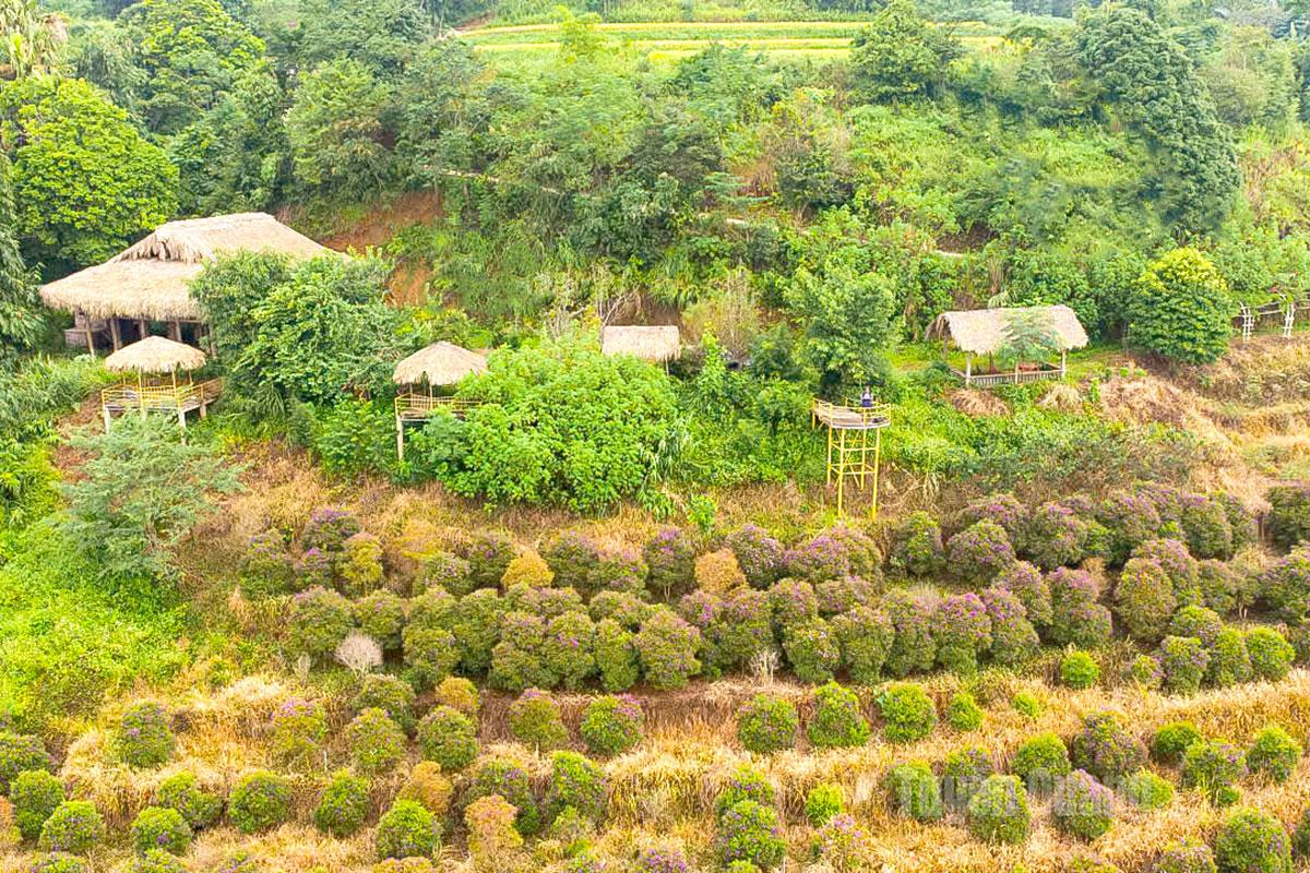 Homestays in Hong Thai offer beautiful views of the golden season.