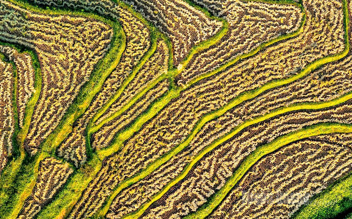 The terraced fields of Hong Thai at sunset present a stunning sight.