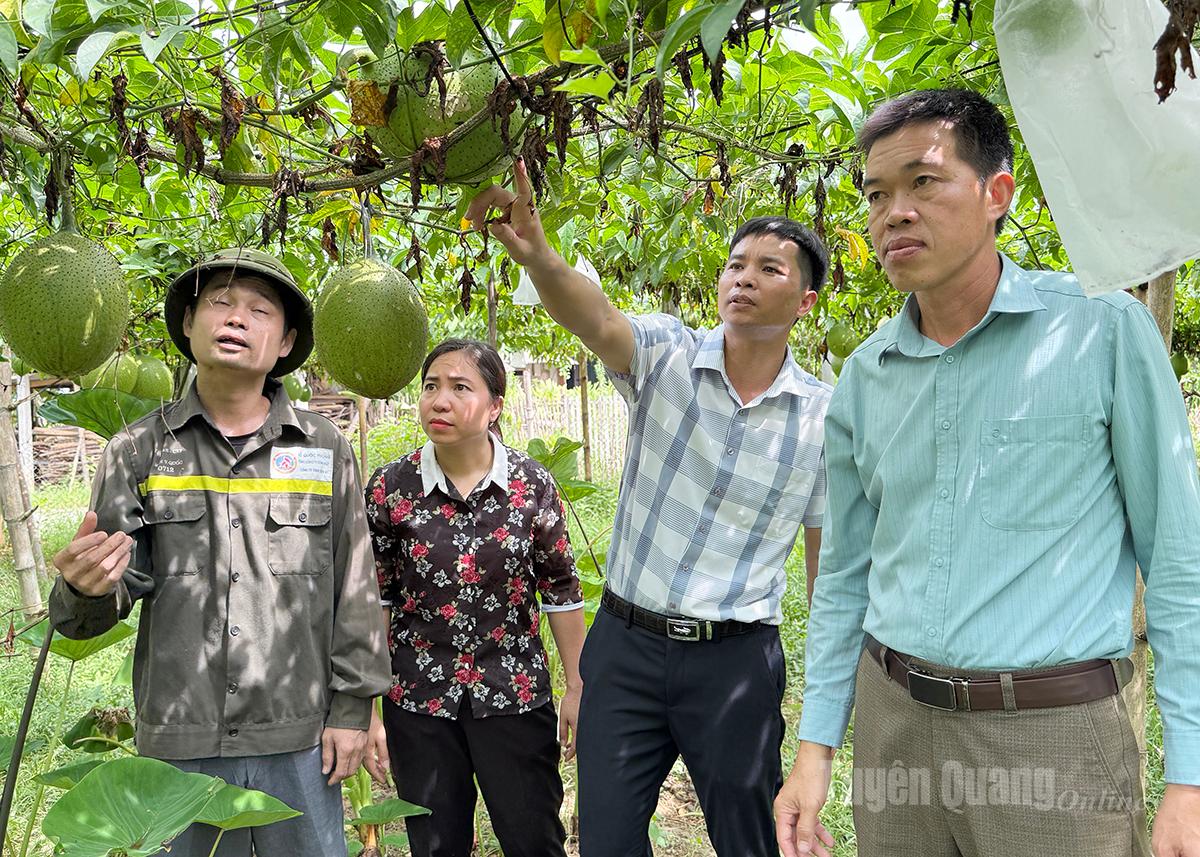 Nông dân xã Tân Mỹ đẩy mạnh phát triển nông nghiệp theo hướng liên kết đảm bảo đầu ra cho các sản phẩm nông sản của địa phương.