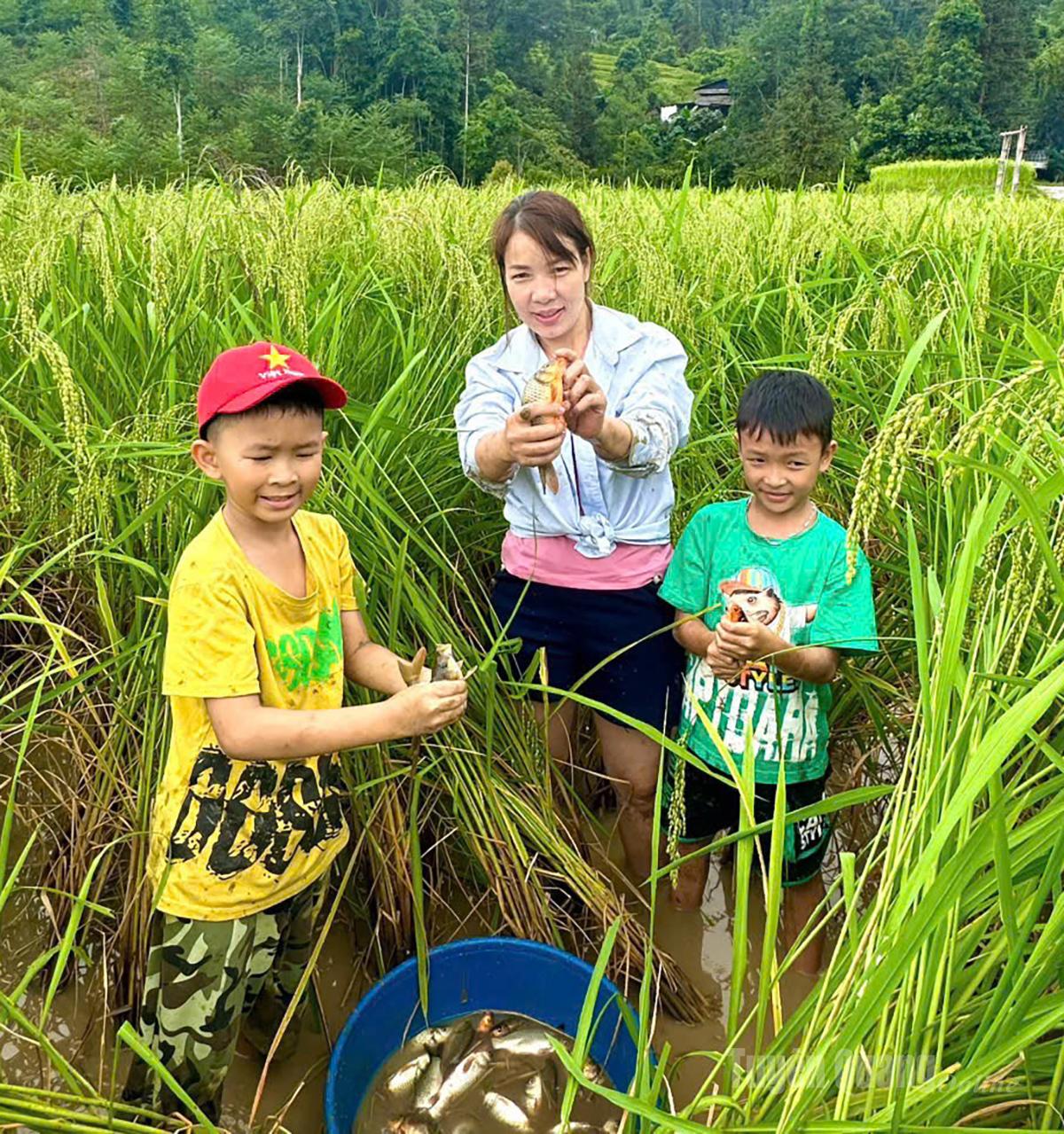 Trải nghiệm bắt cá chép ruộng tại xã Thông Nguyên thu hút đông đảo du khách.