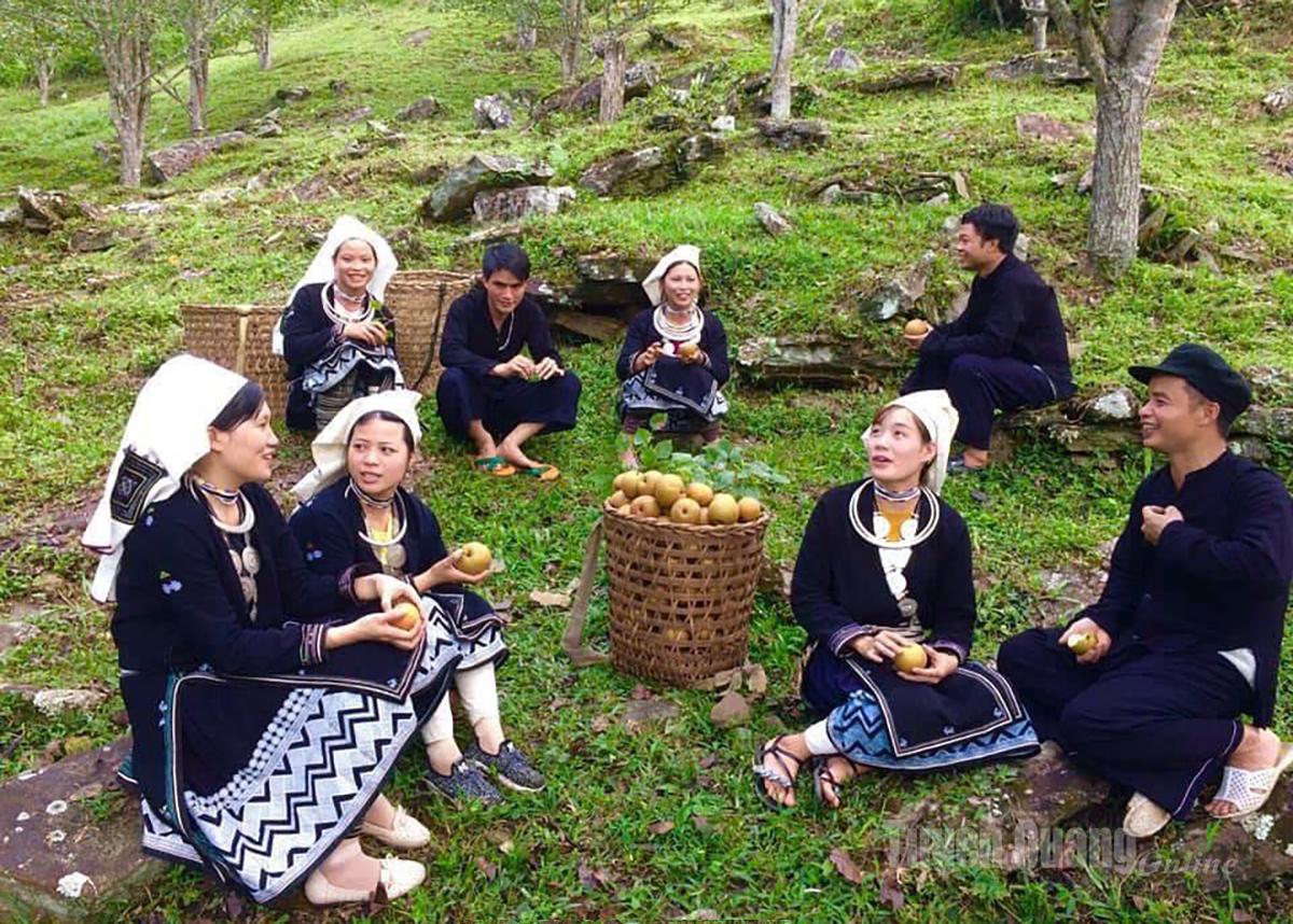 Tourists experience pear picking at Mac Cop Homestay, Hong Thai commune.