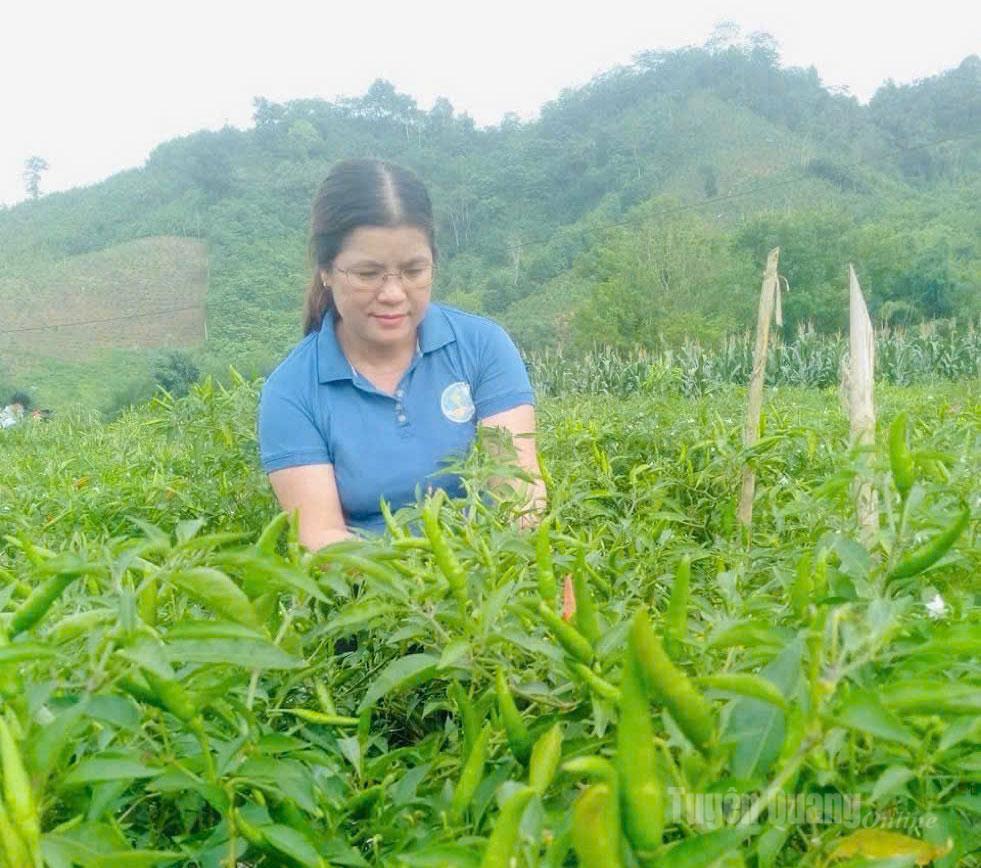 Chị Ma Thị Nhường, Giám đốc HTX Trường Giang kiểm tra chất lượng ớt sạch phục vụ thị trường.