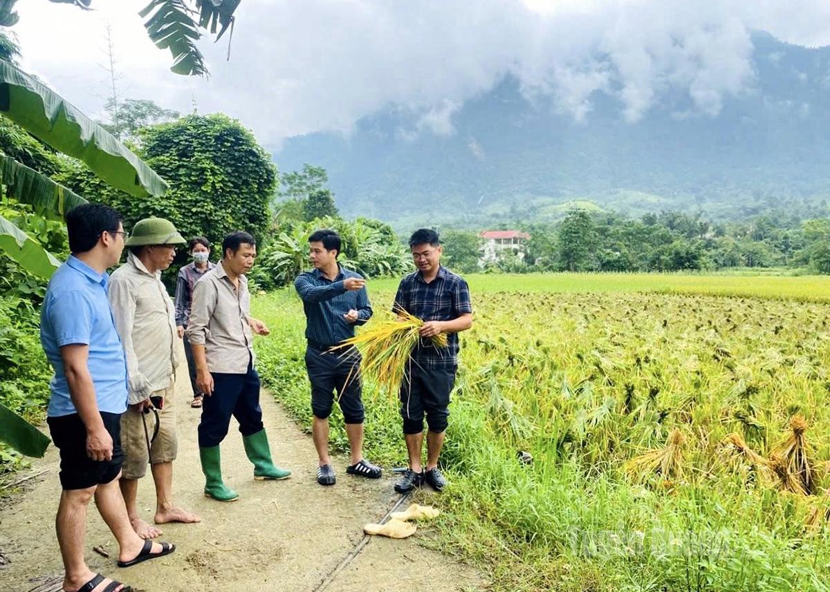 Lãnh đạo xã Trung Hà kiểm tra tình hình sản xuất của nhân dân.