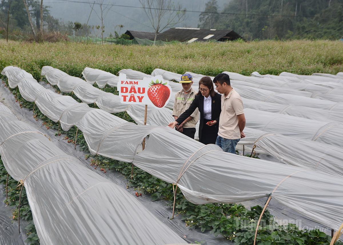 Cán bộ Agribank chi nhánh Tuyên Quang kiểm tra mô hình sản xuất dâu tây của Hợp tác xã Tâm Hương, xã Nà Hang.