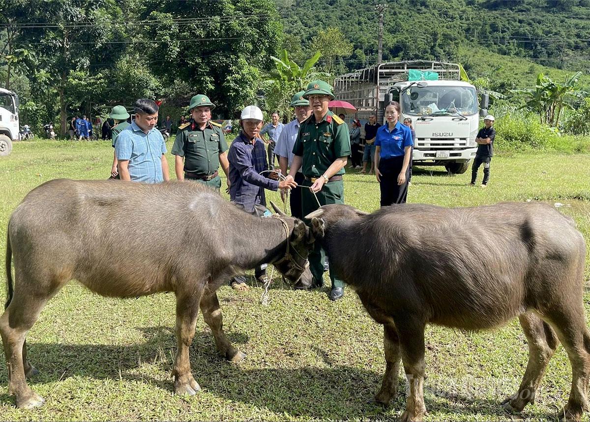 Lãnh đạo Đoàn Kinh tế - Quốc phòng 313 bàn giao trâu cho hộ dân.