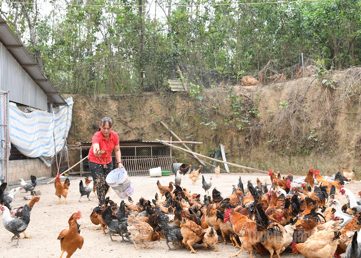 Bà Lê Thị Duyên, Chi hội trưởng Nông dân thôn Thanh Sơn chăn nuôi gà bằng sâu canxi.