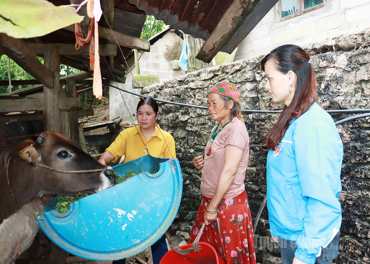 Chăn nuôi bò vỗ béo giúp bà Vừ Thị Chía (người đứng giữa), thôn Lùng Thúng, xã Sơn Vĩ từng bước nâng cao thu nhập gia đình.