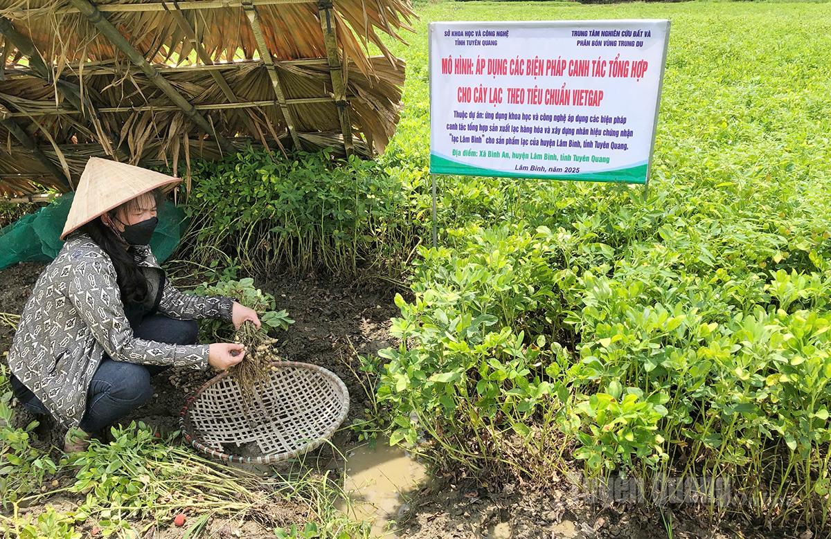 Người dân trồng lạc kiểm tra, đánh giá chất lượng lạc cho củ.