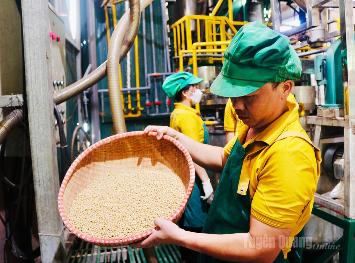 Từng hạt đậu tương được sàng lọc kỹ đem ngâm đều tay để tạo nguồn nguyên liệu đạt chuẩn.