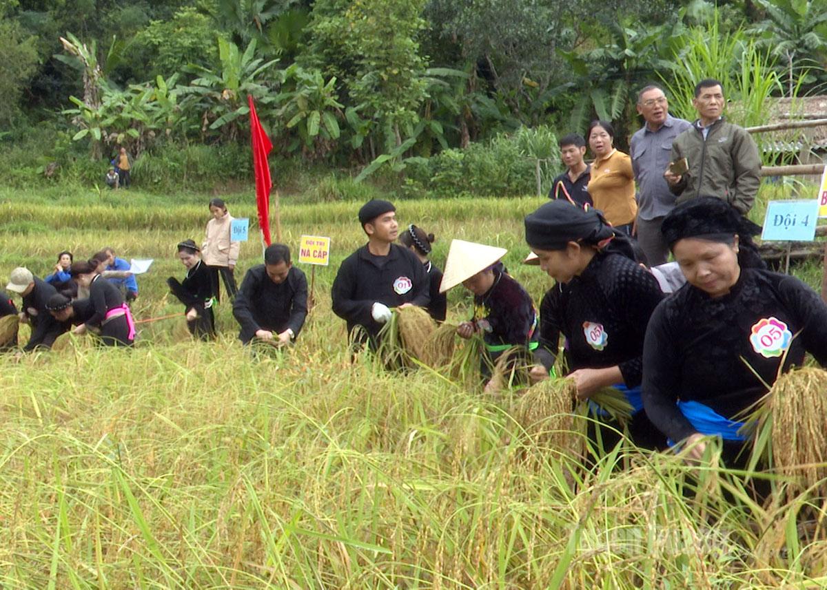 Các đội tham gia phần thi cắt lúa nếp.