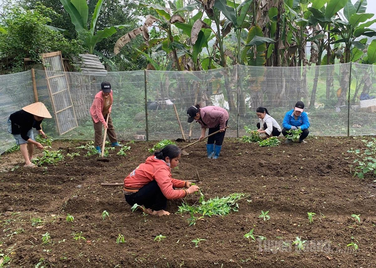 Cán bộ, hội viên phụ nữ thôn Thượng Minh, xã Tiên Yên hỗ trợ gia đình hội viên trồng rau, cải tạo vườn tạp, nâng cao thu nhập.