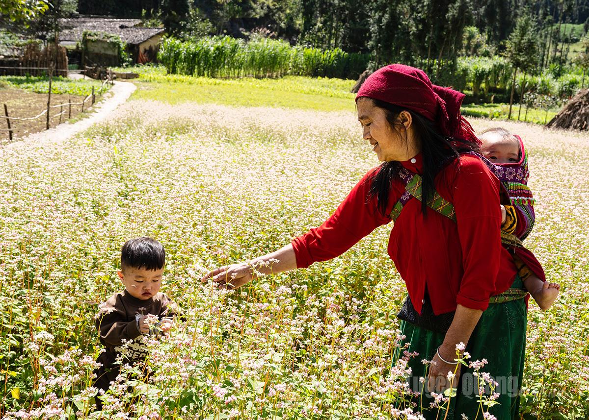 Buckwheat flower season on Dong Van Stone Plateau begins.