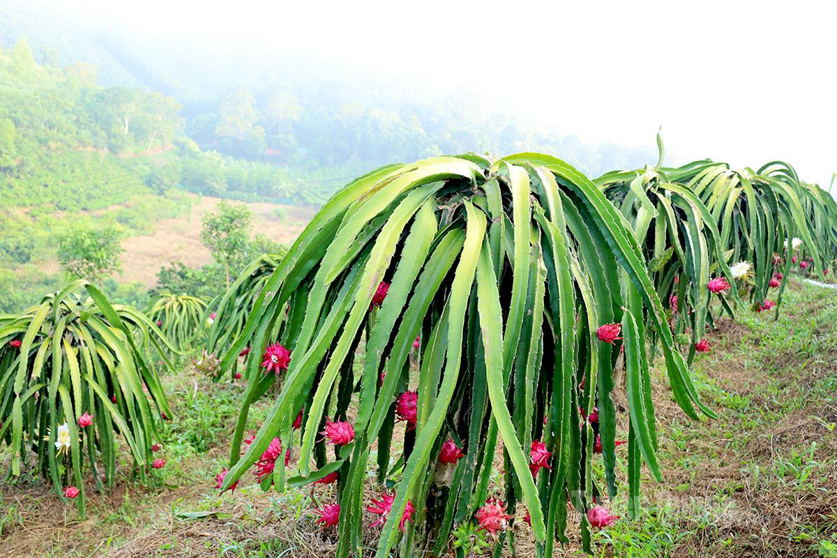 During the harvest season, the hills of Yen Phu Commune are blanketed in the red hue of dragon fruit.