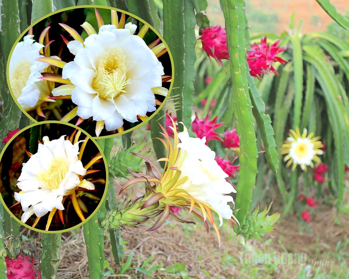 White dragon flowers bloom in the morning sun, signaling a bumper harvest.