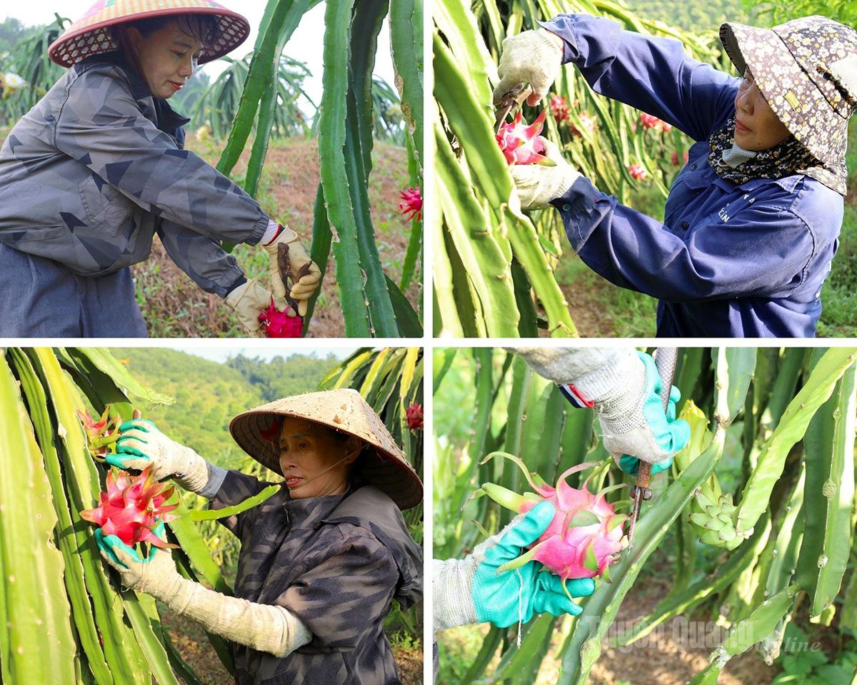 Farmers pick dragon fruits in the morning and take them to the collection point.