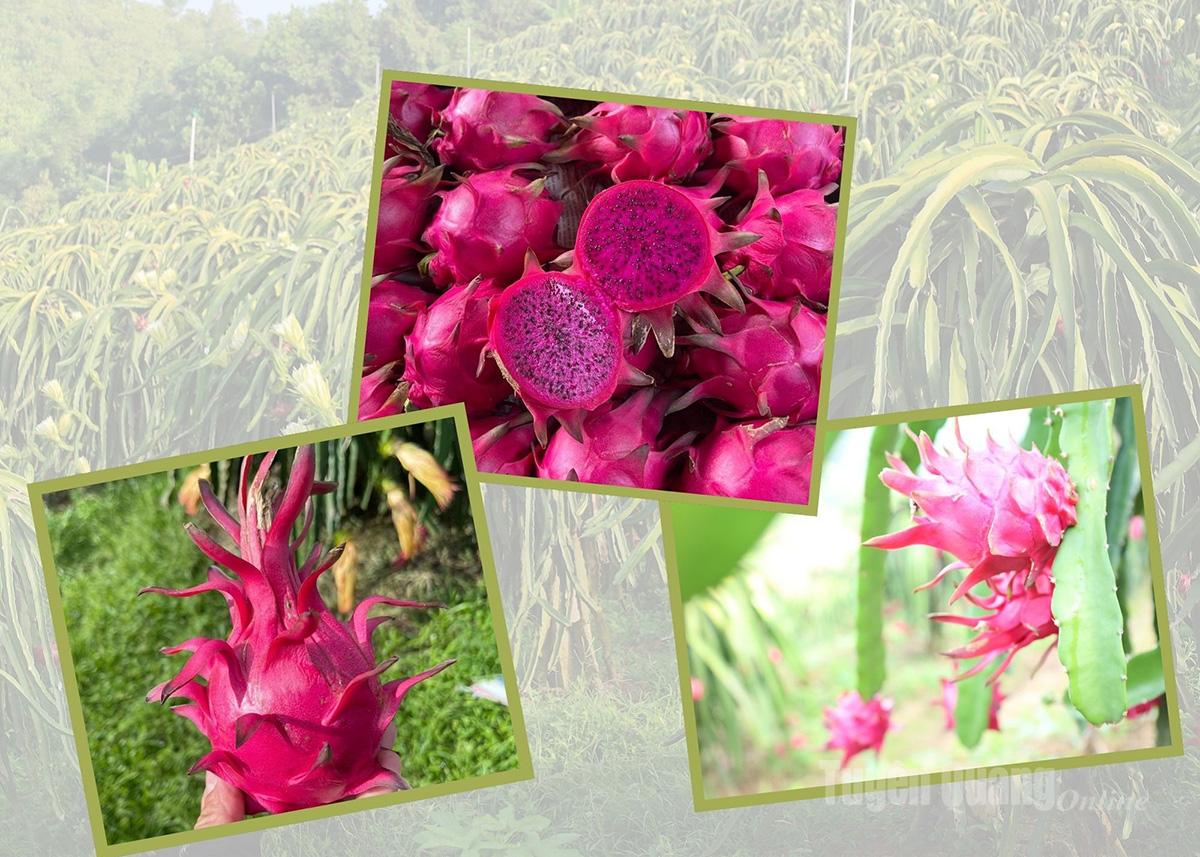 Những quả thanh long ruột đỏ căng tròn được kết tinh từ nắng, gió và công sức người nông dân.