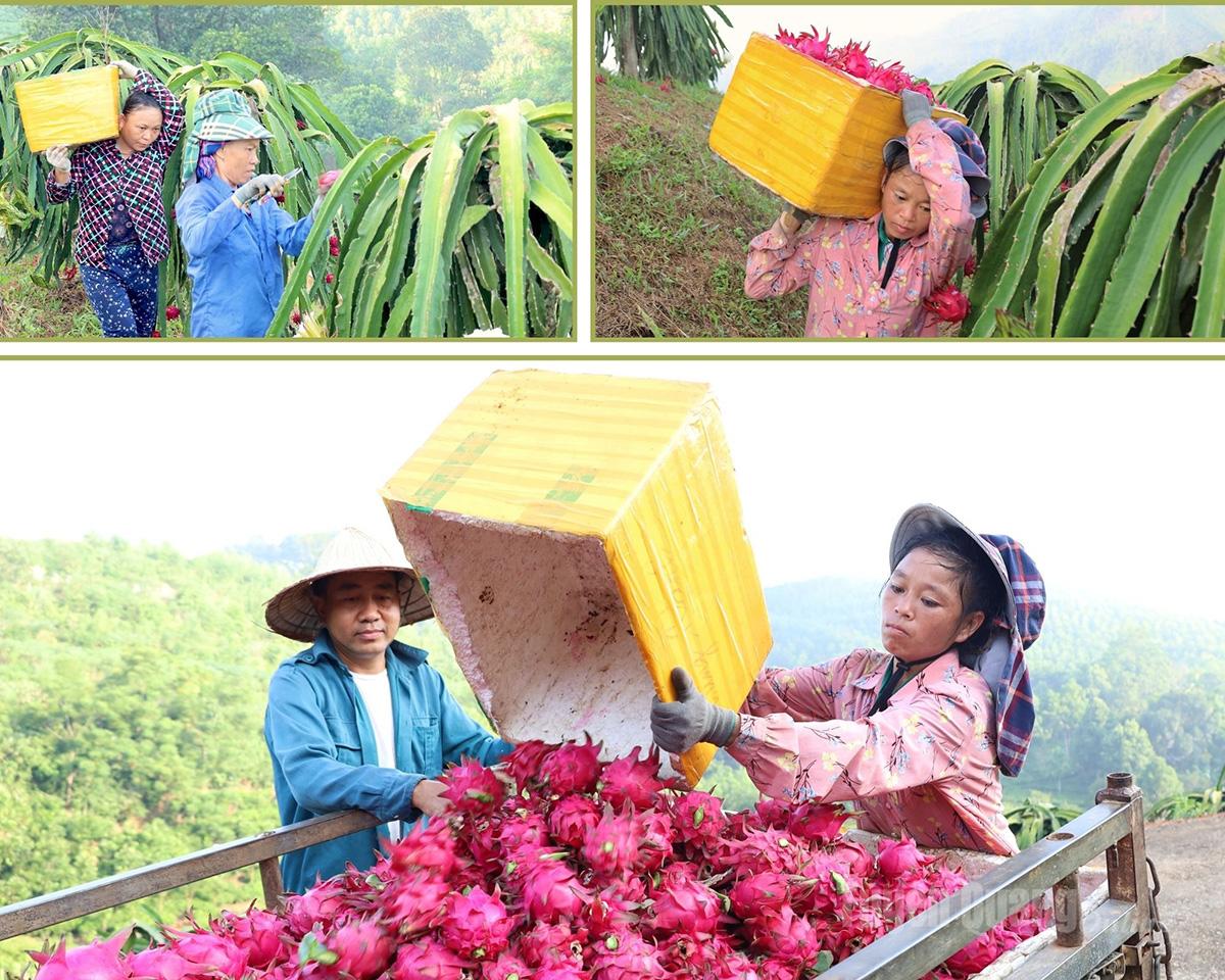 Thùng thanh long đầy ắp được chuyển ra khỏi vườn, chuẩn bị cho công đoạn phân loại và tiêu thụ.