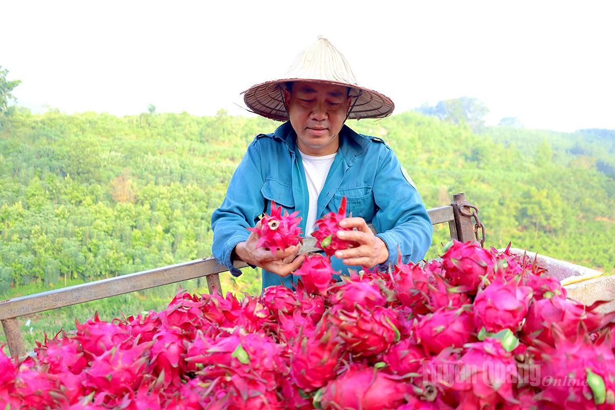 Mr. Do Van Hung – a pioneer in VietGAP dragon fruit cultivation – shared that his family owns 7 hectares of dragon fruit grown under VietGAP standards, including over one hectare equipped with an automatic irrigation system.