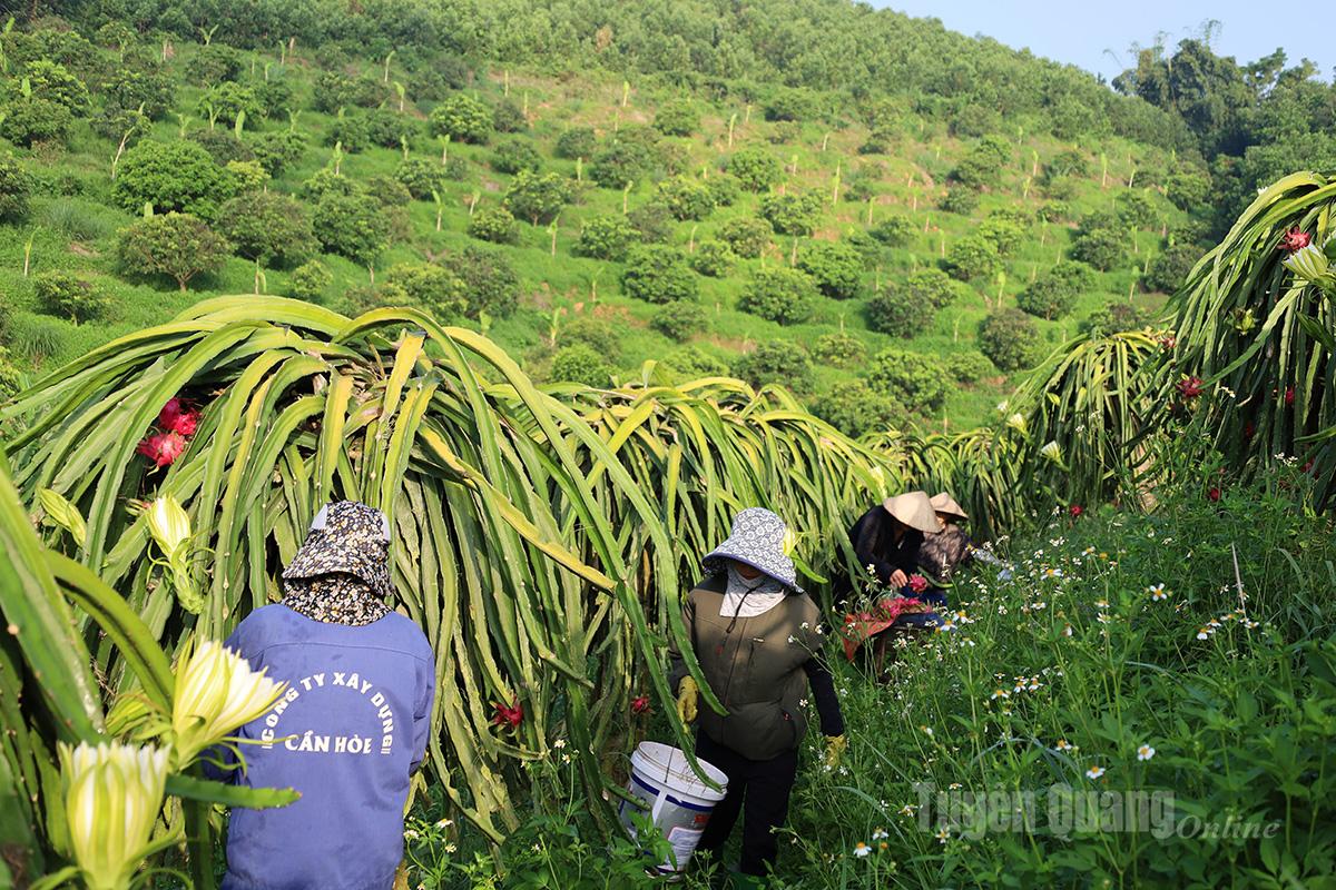 Mùa thu hoạch thanh long tạo việc làm thường xuyên cho 10 – 15 lao động địa phương, góp phần tăng thu nhập, ổn định đời sống người dân.