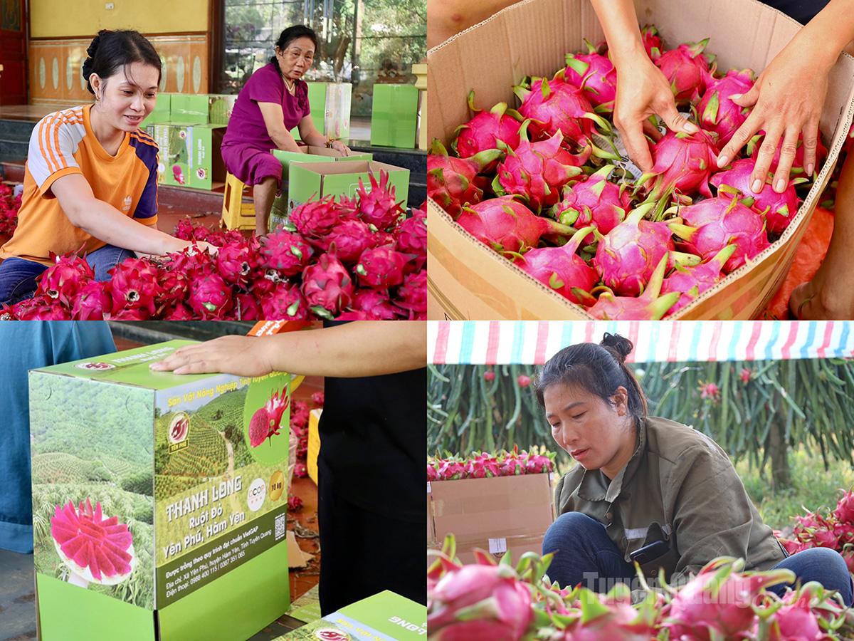 Người dân tỉ mỉ chọn lựa, phân loại từng quả bảo đảm mẫu mã, chất lượng trước khi đưa ra thị trường. Sau đó, thanh long được đóng vào thùng giấy theo quy chuẩn VietGAP, bảo đảm không gãy tai, dập quả khi vận chuyển.