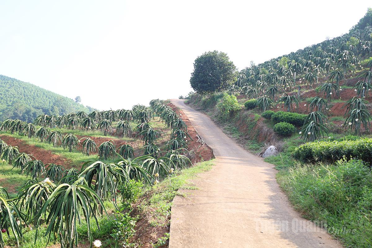Từ những sườn đồi khô cằn năm nào, cây thanh long ruột đỏ xanh tươi, mang lại trái ngọt, đổi thay diện mạo và đời sống của người dân Yên Phú.