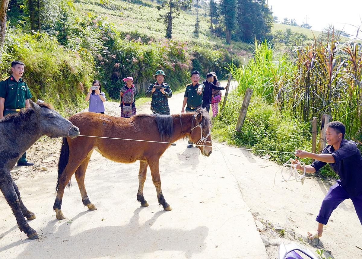 Bàn giao ngựa giống cho người dân.