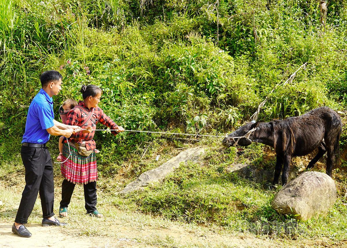 Người dân được nhận ngựa.