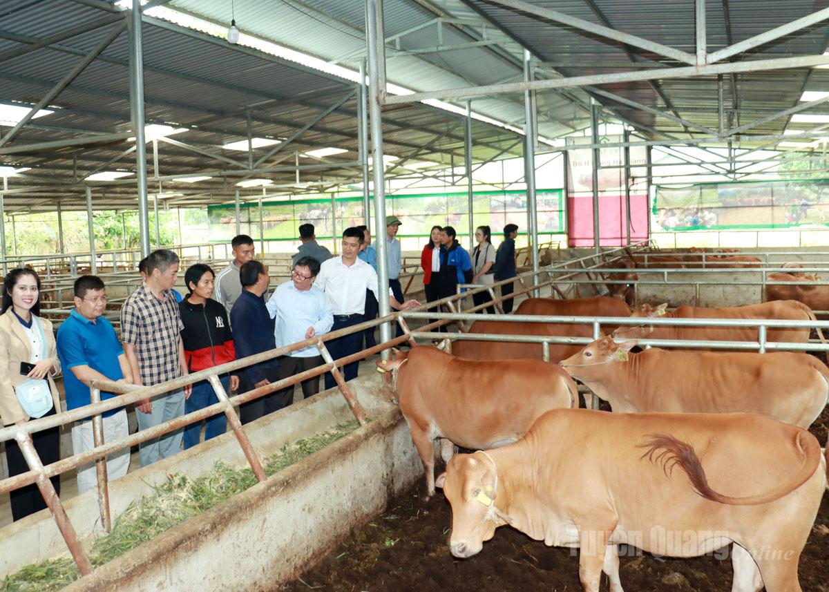 Các đại biểu tham quan mô hình nuôi bò của Hợp tác xã Cát Lý, xã Thuận Hòa.