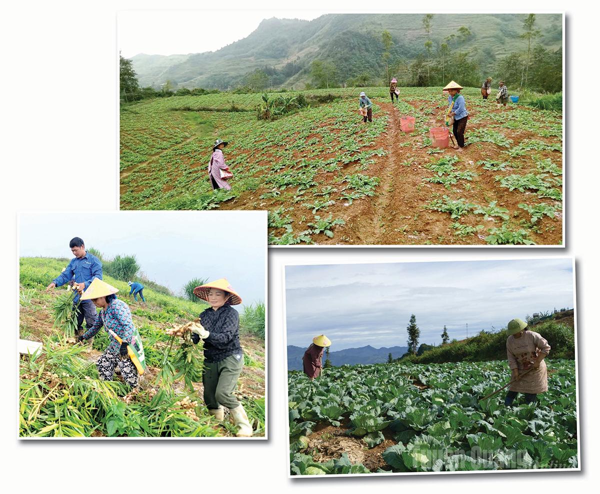 Người dân xã Xín Mần tích cực phát triển sản xuất nông nghiệp, trồng rau theo hướng liên kết, nâng cao thu nhập.
