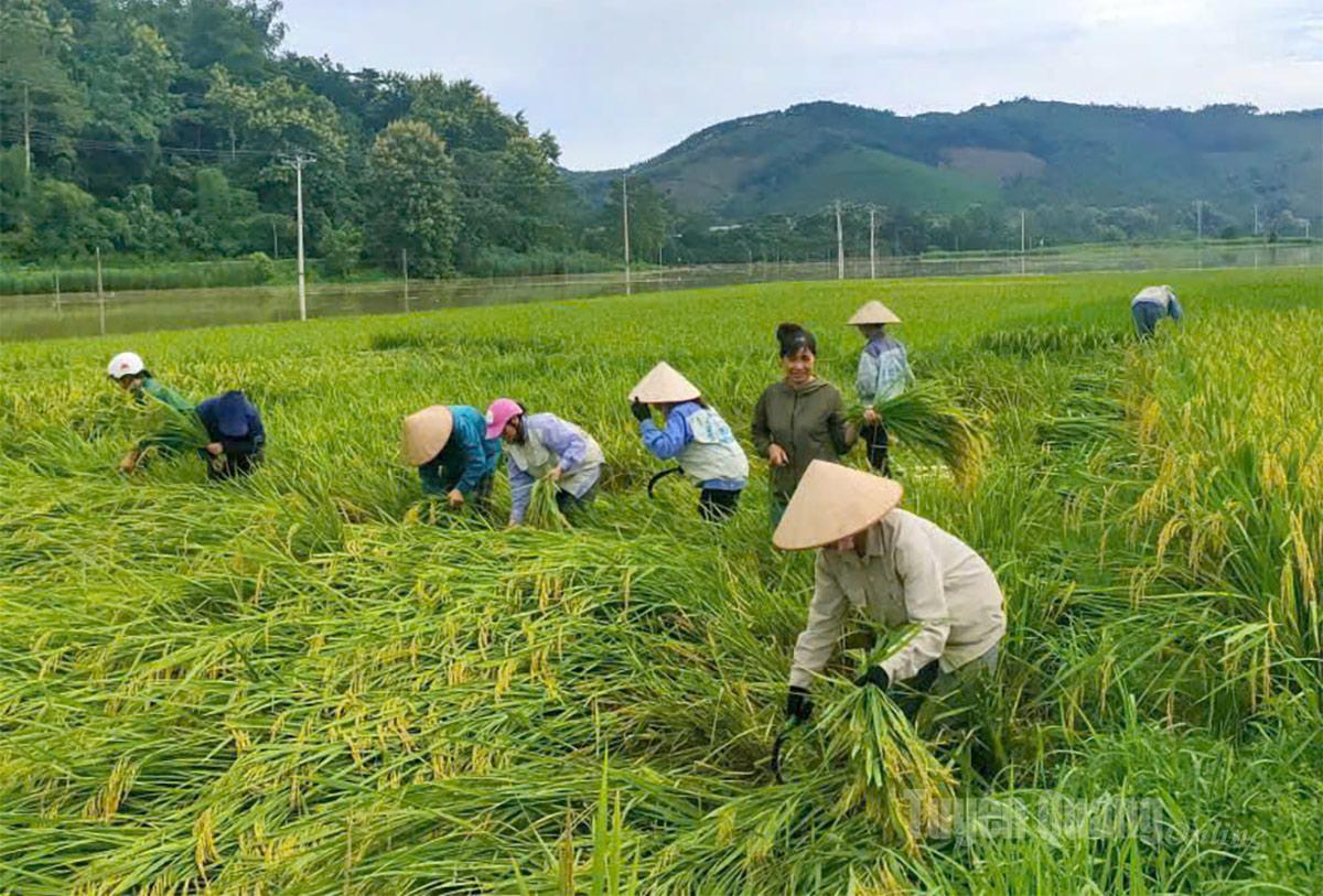 Chi hội phụ nữ thôn 9, xã Tân Long tích cực hỗ trợ người dân thu hoạch lúa ngay sau khi nước rút. Ảnh: Thuý Nga
