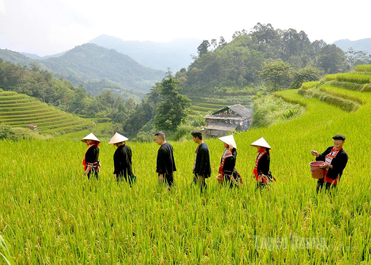 Tiếng nói cười rộn vang trên những thửa ruộng bậc thang khi bà con đồng bào Dao cùng nhau bắt cá, đón mùa vàng no đủ.