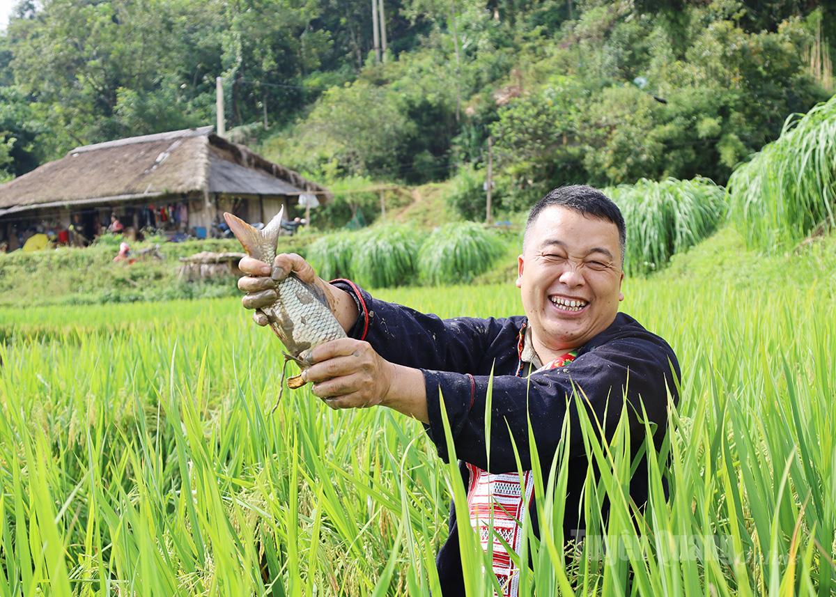 Niềm vui hiện rõ trên khuôn mặt người dân vùng cao khi thu hoạch những con cá chép to, chắc thịt.