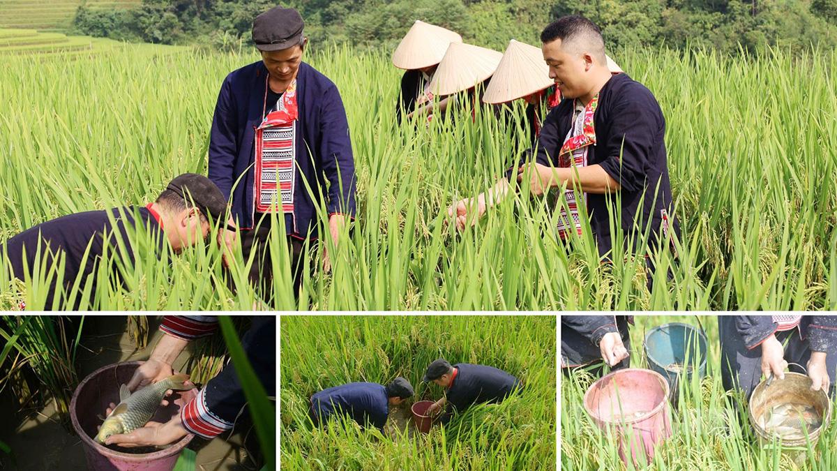 Cá chép ruộng có thịt chắc, là nguyên liệu cho những món ăn đặc sản của đồng bào dân tộc Dao.  