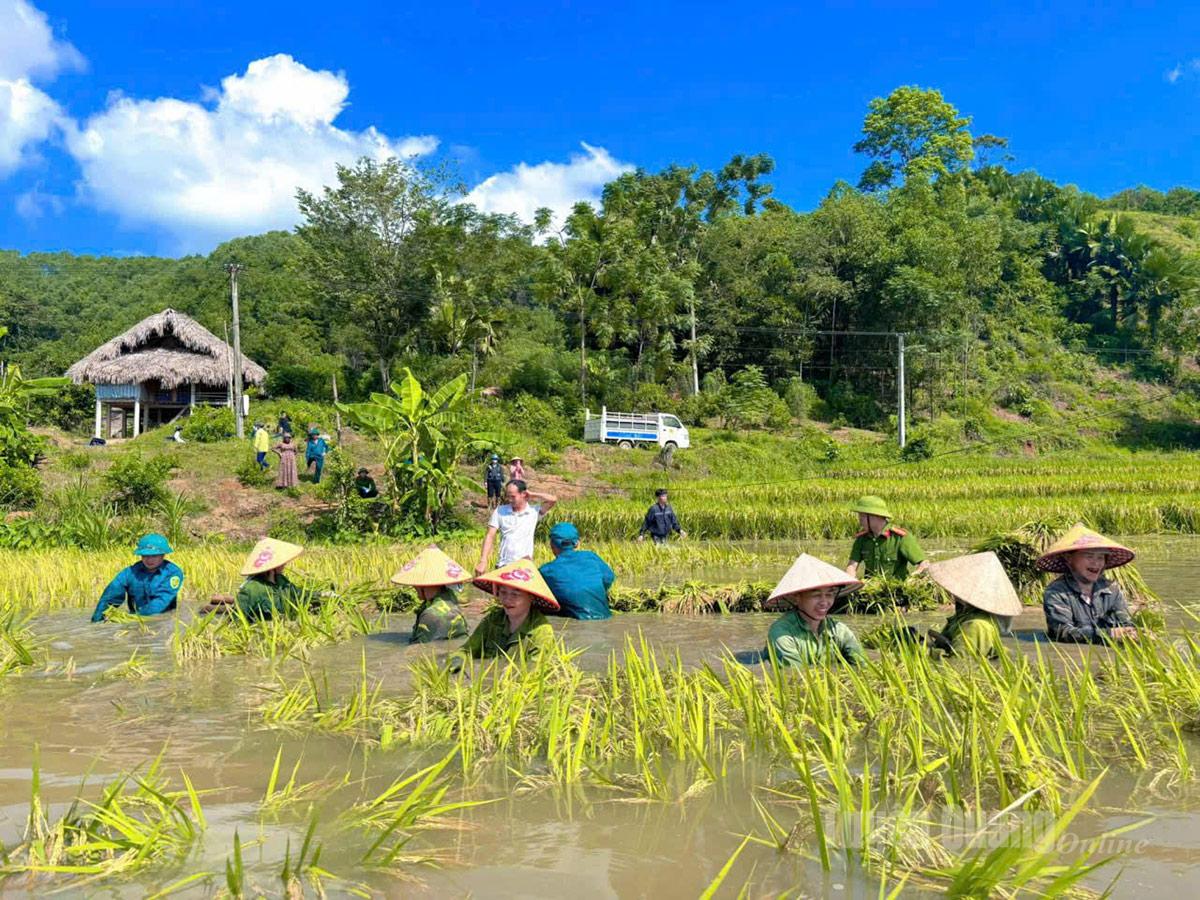 Tranh thủ nước rút, trời hửng nắng, cán bộ, lượng lượng vũ trang xã Bạch Xa giúp dân thu hoạch lúa. Ảnh: Quang Hòa