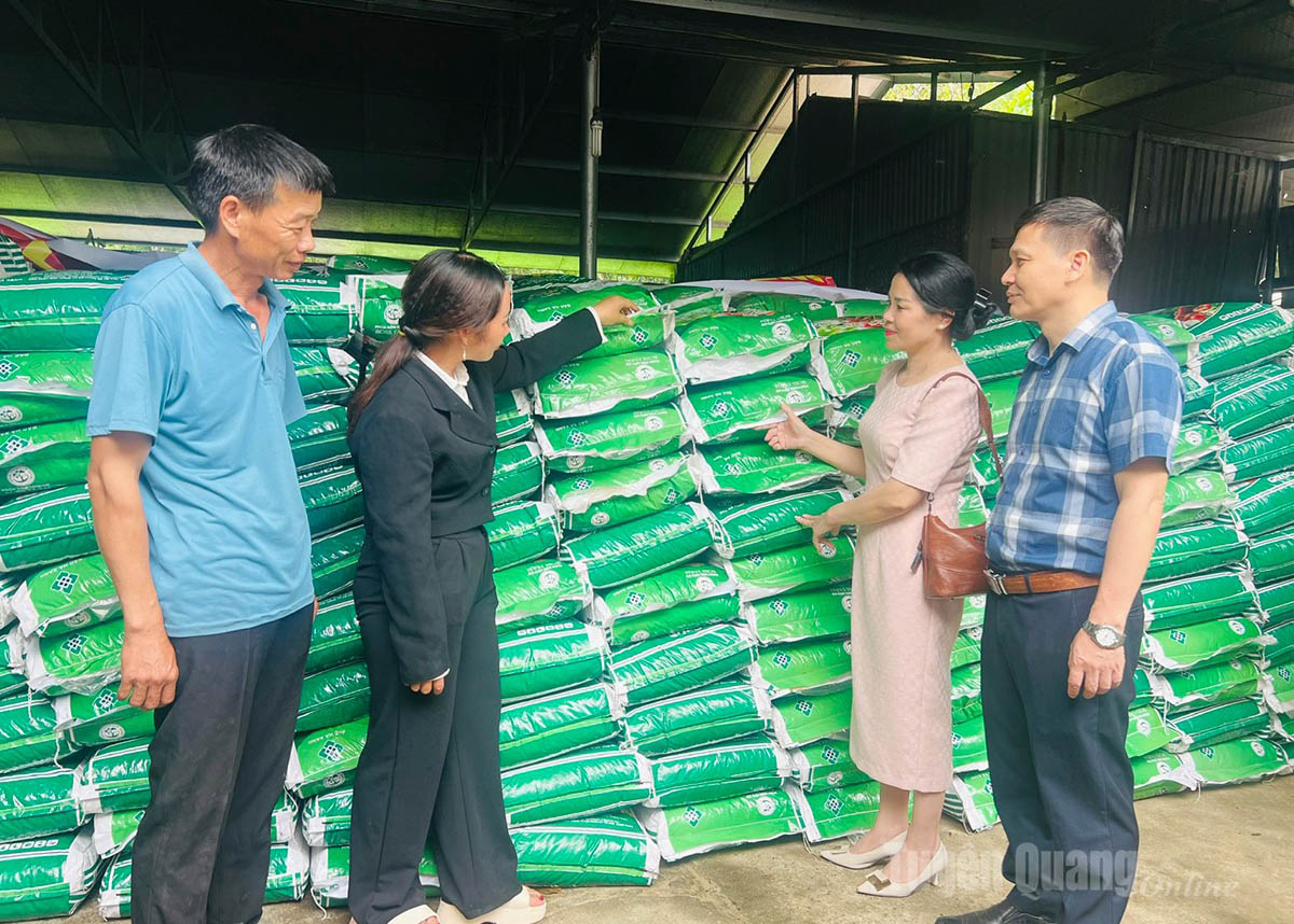 Leaders of the Institute for Cooperative Economics (Vietnam Cooperative Alliance) and the Provincial Cooperative Alliance present organic fertilizer to Shan Khau Mut tea growers in Binh An commune.