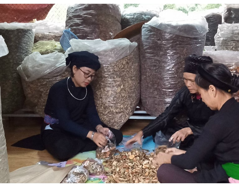 Lương y Nguyễn Thị Thái từ huyện Bắc Quang, Hà Giang được biết đến như Kho Thuốc Nam với bài thuốc gia truyền dân tộc Tày chuyên điều trị vô sinh hiếm muộn. 