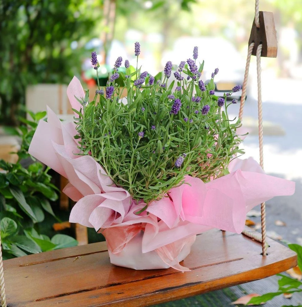 Một bó hoa Lavender như trao đi lời yêu thương cho người phụ nữ trân quý