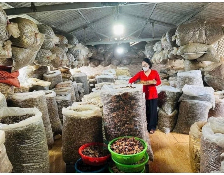 Dược liệu sạch từ núi rừng Hà Giang – bí quyết hiệu quả trong bài thuốc gia truyền của Lương y Nguyễn Thị Thái.