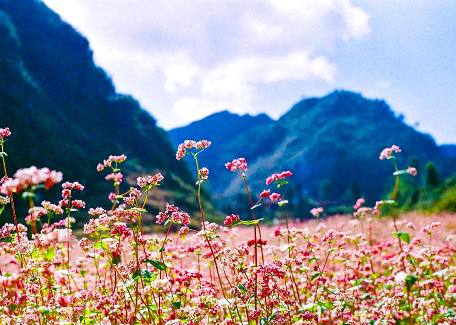 Buckwheat flower season on the Dong Van Karst Plateau.
