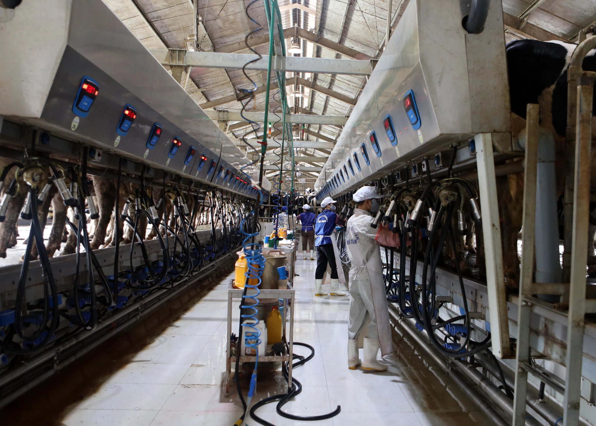 Ho Toan Joint Stock Company applies modern technology in milk production.