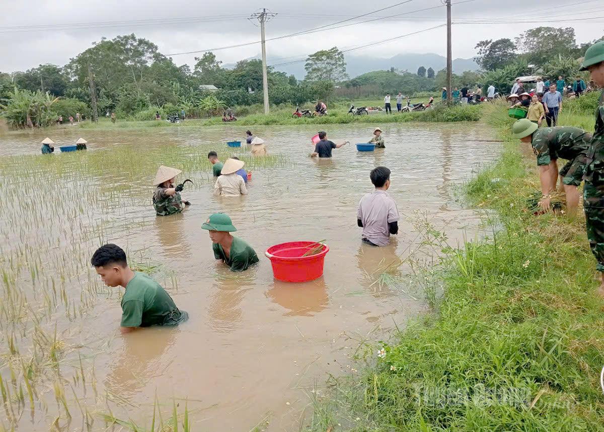 Cán bộ chiến sĩ Khó K8, Cục hậu cần kỹ thuật Quân khu 2 giúp người dân thôn Mỹ Hoa, xã Mỹ Bằng gặt lúa chạy lũ. Ảnh: Hoàng Ngọc