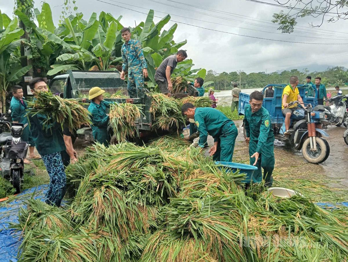 Lực lượng dân quân phường Mỹ Lâm giúp người dân tổ dân phố cây Quýt 2 thu hoạch lúa chạy lũ.                                                                     Ảnh: Kim Ngọc