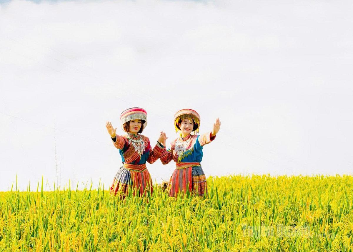 Tuyen Quang highland women shine brightly amid the golden season of Hong Thai.