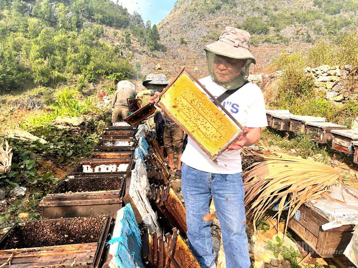 Hợp tác xã A Páo thu hoạch mật ong.