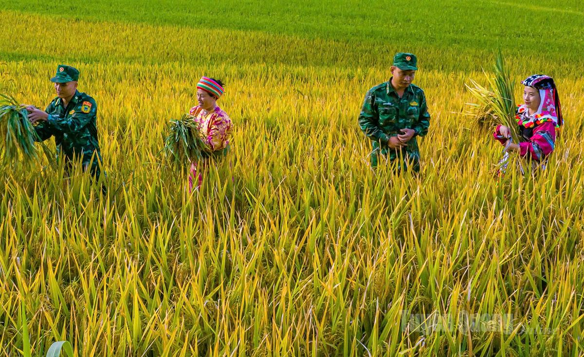 Cán bộ, chiến sỹ Đồn Biên phòng Lũng Cú giúp người dân thu hoạch lúa.
