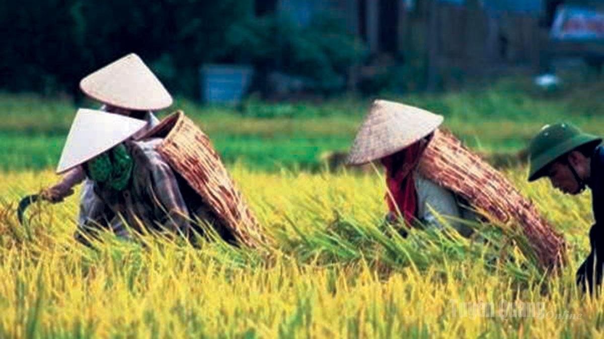 Áo tơi che mưa nắng, từng rất gắn bó với người nông dân.