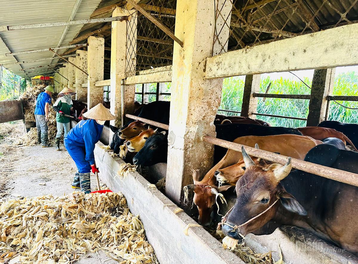 Trang trại chăn nuôi bò H’Mông của Hợp tác xã Nông nghiệp công nghệ cao Tiến Thành.