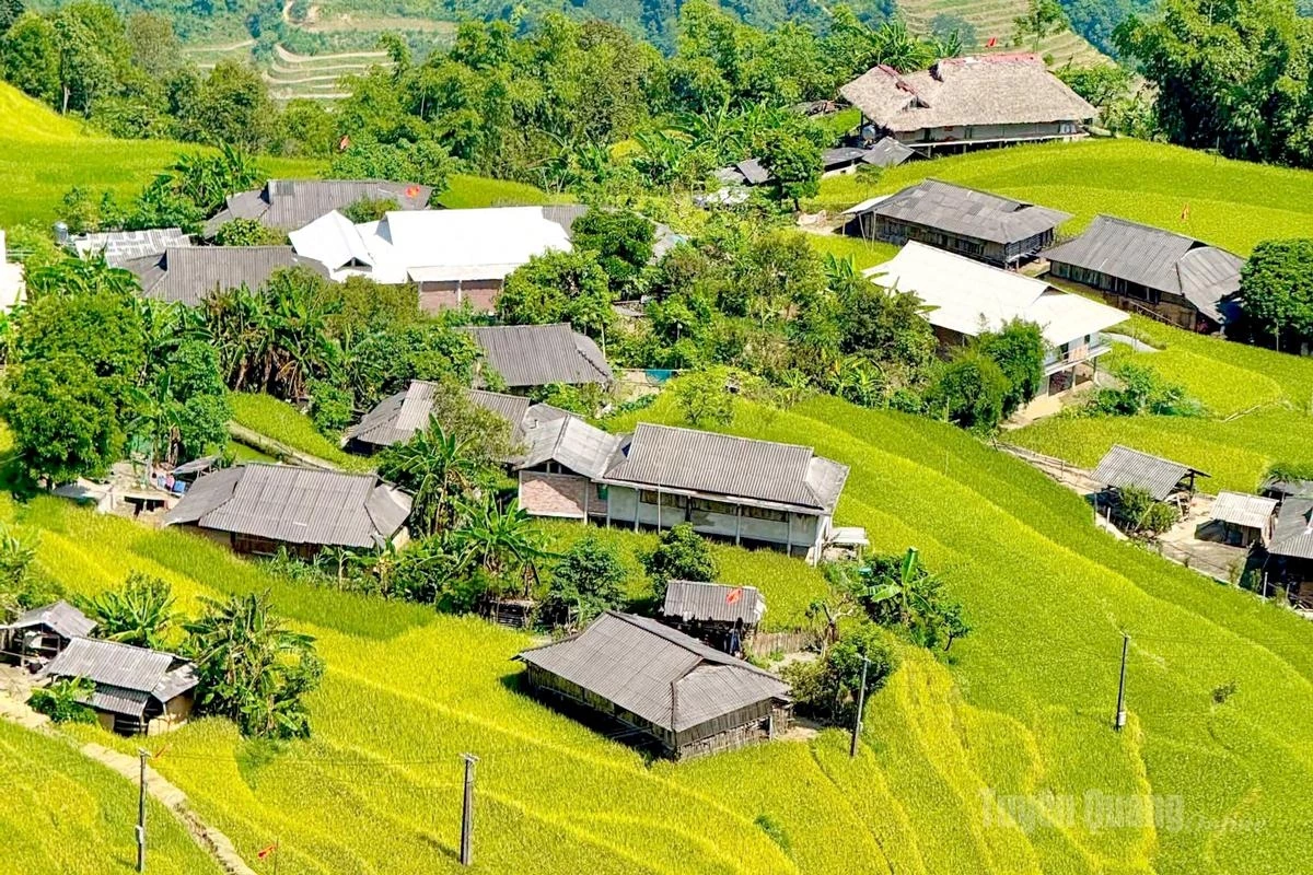 Golden ripe rice in Ban Phung Commune, Ban May.