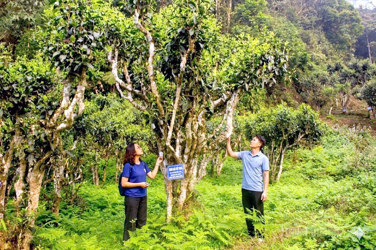 Vùng nguyên liệu chè Shan tuyết xã Thông Nguyên đã được chứng nhận mã số vùng trồng.