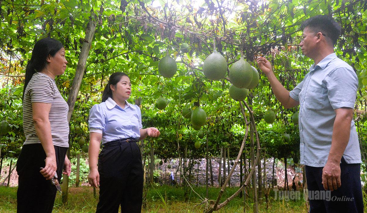 Người dân thôn Quang Hải nâng cao thu nhập từ cây gấc, một trong nhóm “3 cây, 3 con” 
chủ lực được xã Kim Bình lựa chọn phát triển theo hướng hàng hóa.